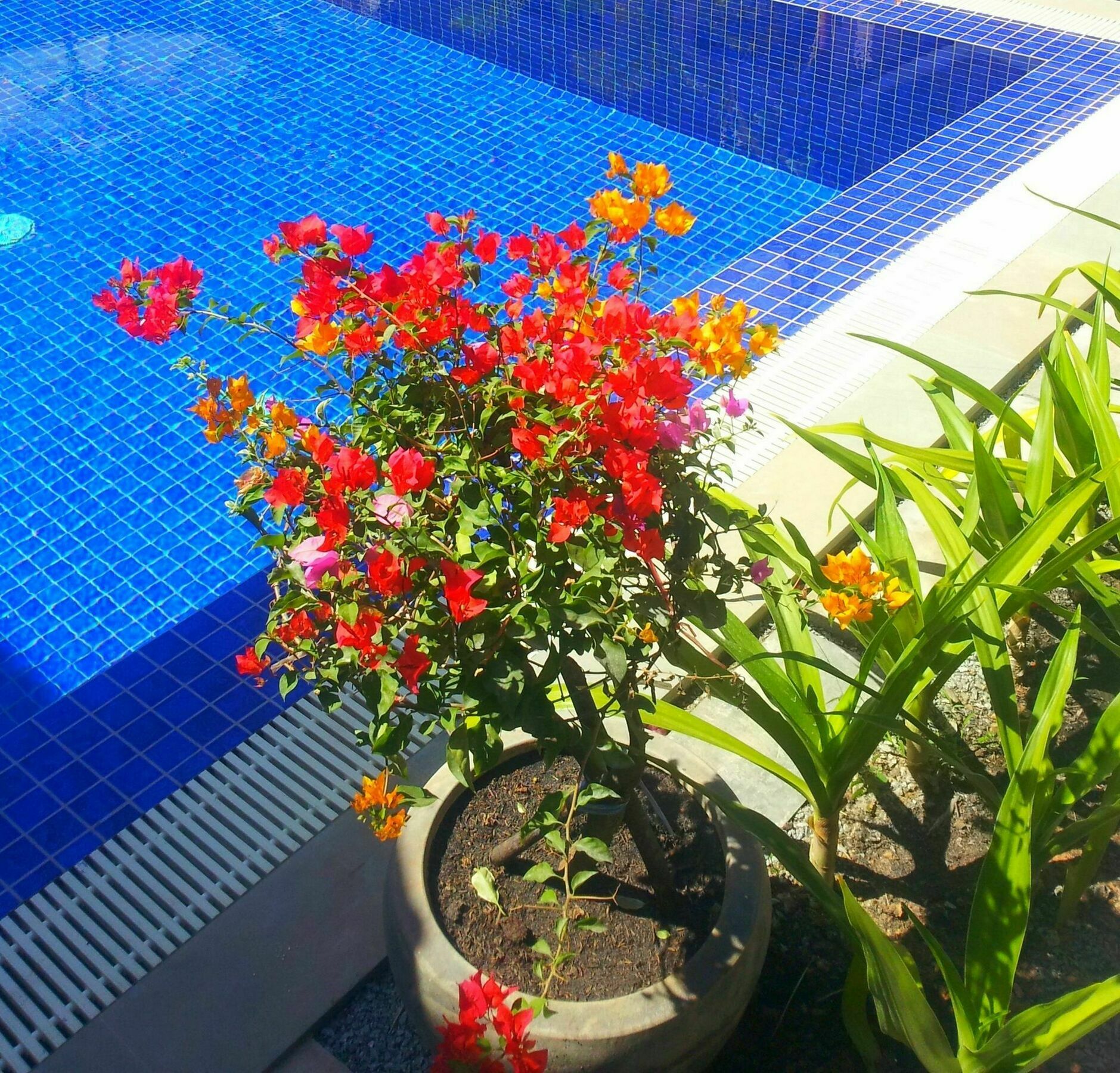 Sweet Mango Villa Siem Reap Exteriér fotografie